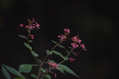 Lopezia hirsuta