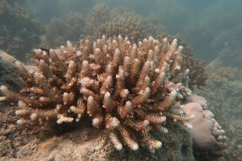 Acropora nasuta observed 2025-09-01