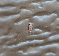 Erythroneura rubra