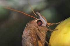 Eudocima serpentifera