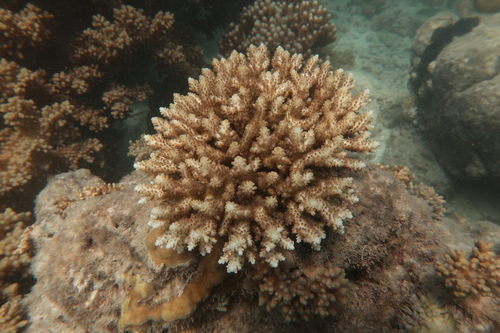 Acropora nasuta observed 2025-09-01