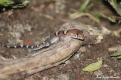 Coleonyx