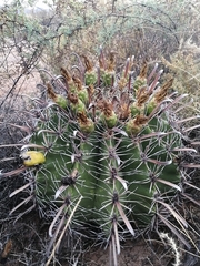 Ferocactus herrerae