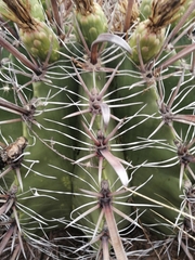 Ferocactus herrerae