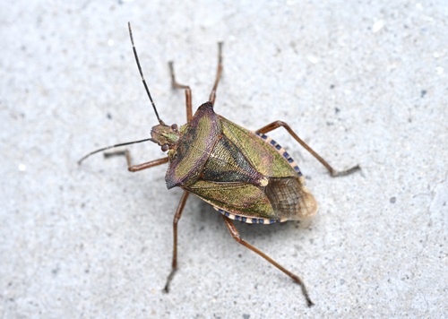 Pentatoma metallifera