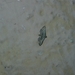 Eupitheciini