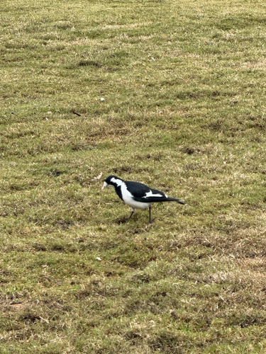 Magpie-lark