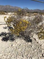 Eriogonum corymbosum nilesii