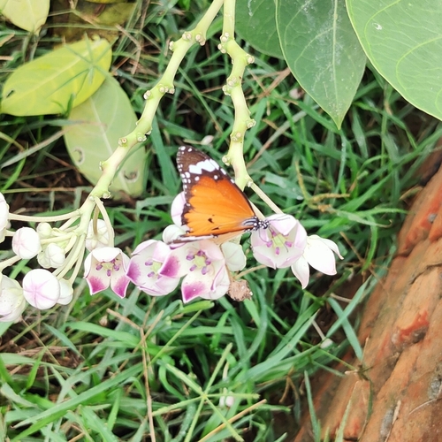 Plain Tiger Butterfly