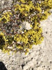 Eriogonum corymbosum nilesii