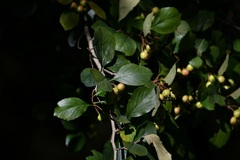 Crataegus mexicana