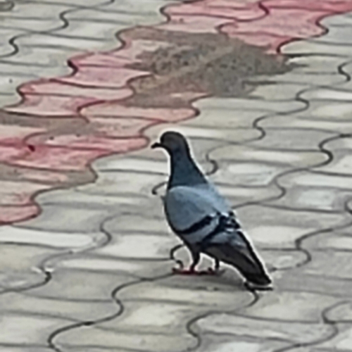 Rock Pigeon