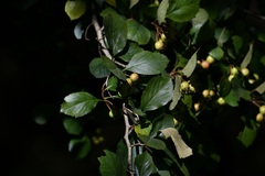 Crataegus mexicana