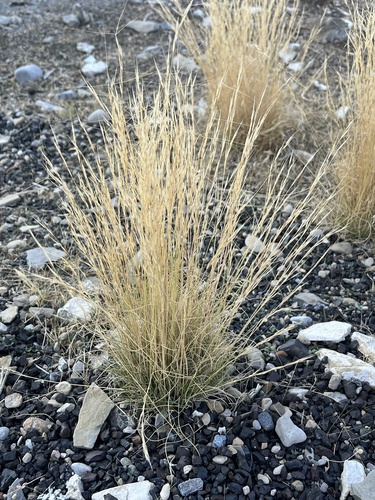Aristida longiseta, 2025-08-31