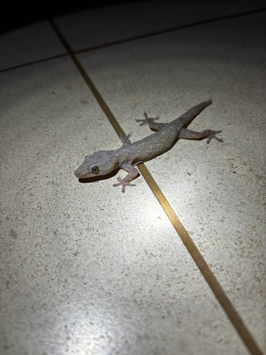 Hemidactylus frenatus observed 2025-08-24