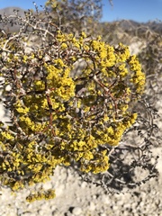 Eriogonum corymbosum nilesii