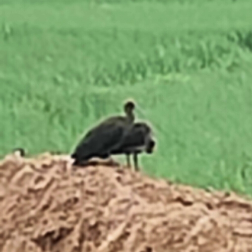 Red-naped Ibis