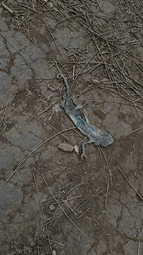 Trioceros jacksonii observed 2025-08-31