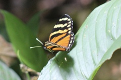 Eresia ithomioides alsina