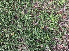 Malpighia glabra