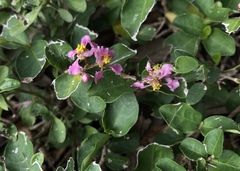Malpighia glabra