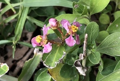 Malpighia glabra