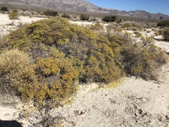 Eriogonum corymbosum nilesii