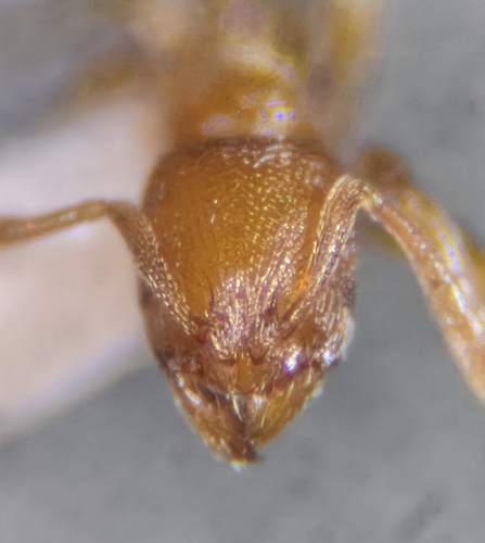 Rogeria curvipubensRogeria curvipubens