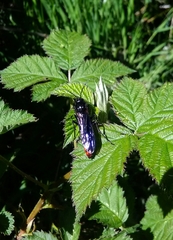 Elaphroptera