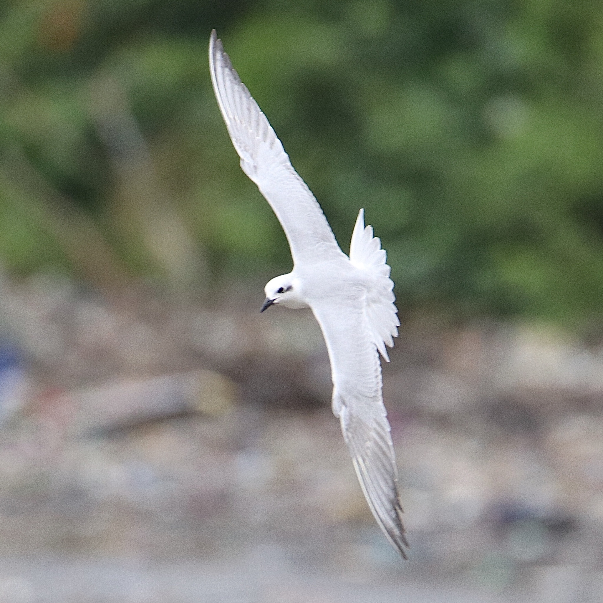 Gull-billed Tern (Gelochelidon nilotica)