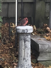 Cardinalis cardinalis