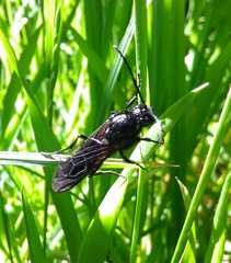 Elaphroptera