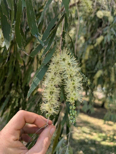 Melaleuca argentea observed 2025-09-01
