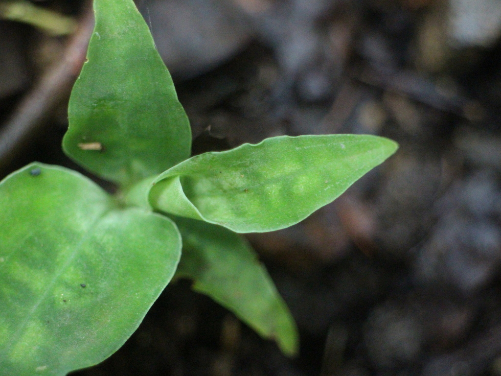 Zeuxine philippinensis