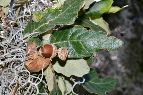 Quercus deserticola