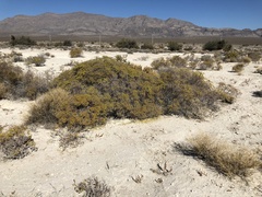 Eriogonum corymbosum nilesii