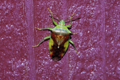 Elasmostethus nubilus