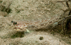 Istigobius hoesei