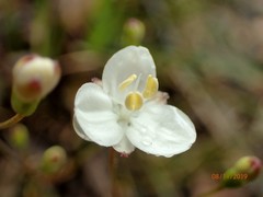 Libertia mooreae