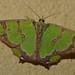 Agathia prasinaspis - Photo 由 Dianne Clarke 所上傳的 (c) Dianne Clarke，保留部份權利CC BY-NC