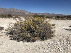 Eriogonum corymbosum nilesii