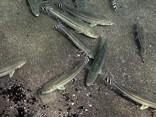 Bandtail goatfish (Upeneus taeniopterus) — Mullidae — 5
