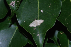 Scopula nesciaria