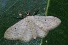 Scopula nesciaria
