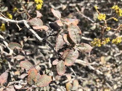 Eriogonum corymbosum nilesii