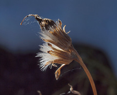 Eucephalus ledophyllus ledophyllus