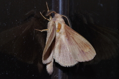 Dendrolimus okinawanus