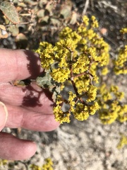 Eriogonum corymbosum nilesii