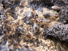 Tenuirostritermes