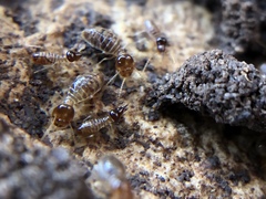 Tenuirostritermes